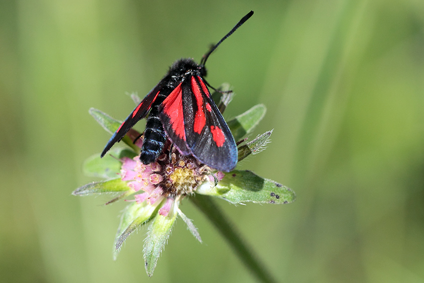 Zygaena da id